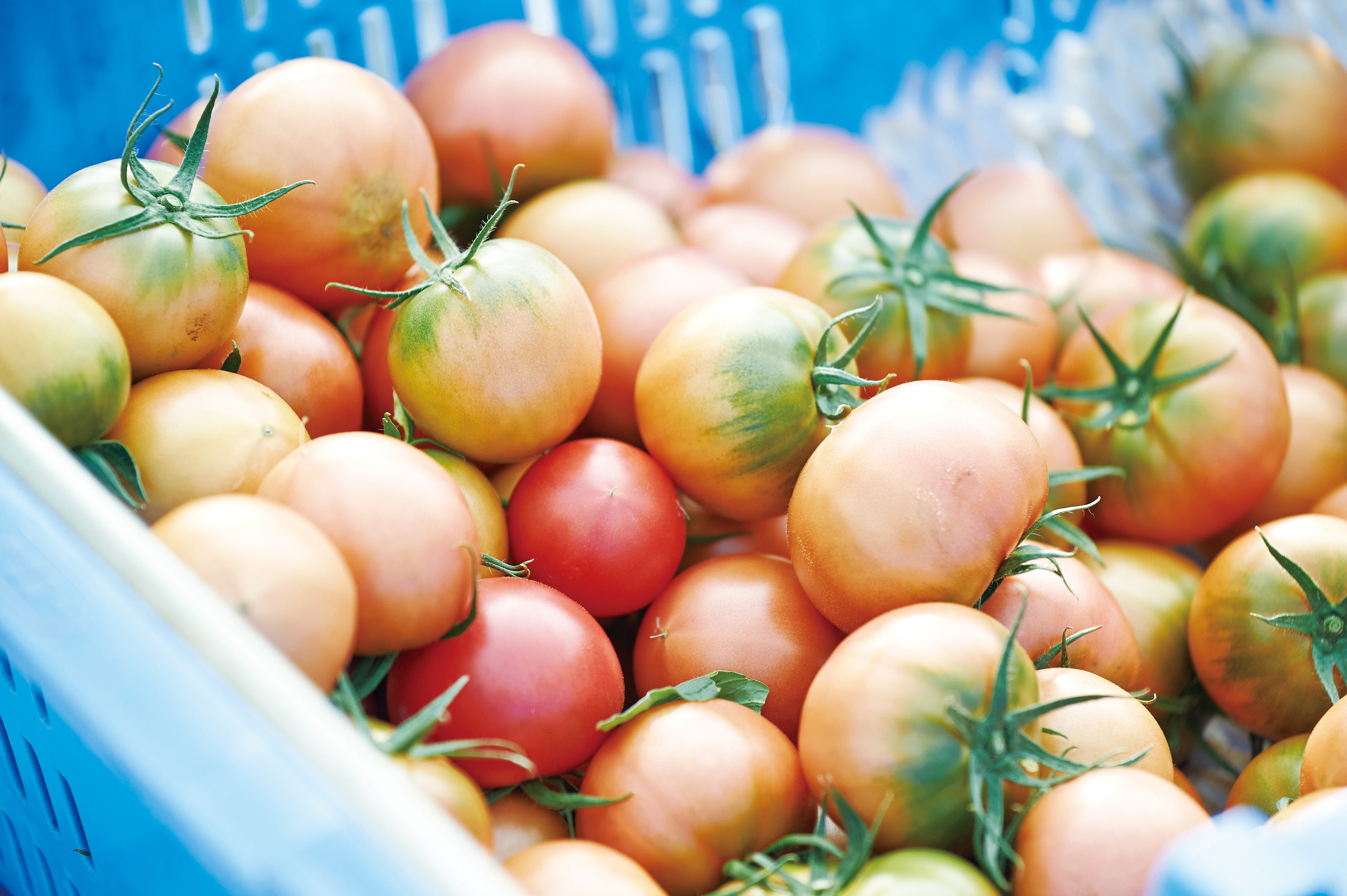 夜須フルーツトマト - Umekiki